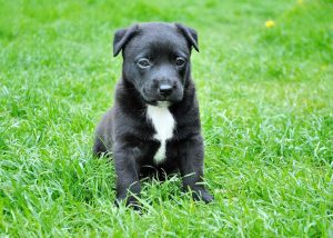 Scientists Investigate Potential Life-Extending Drug For Dogs