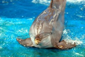 Spot Signs of Distress in Your Fish