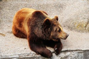 Unusual Rodents that Are Legal to Own