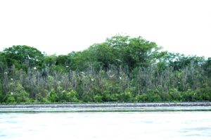 Kolaborasi PTBA-Pemerintah Lestarikan Habitat Burung dan Mangrove di Pulau Alanggantang