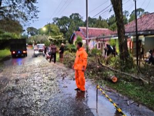 Respon Cepat, BPBD Muba Tuntaskan Pohon Tumbang yang Ganggu Akses Jalan Praja Permai