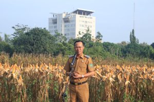 Panen Tanaman Jagung Perdana bersama Pj Walikota dan Forkopimda Prabumulih