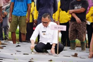 Kendalikan Inflasi, PJ Bupati Hani Syopiar Rustam Gencarkan Tanam Cabai