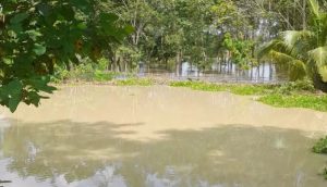 Dinas Pertanian Pali Akan Melakukan Beberapa Langkah Atasi Dampak Banjir Terhadap Petani