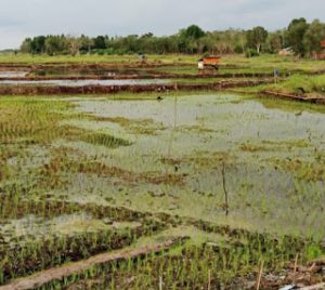 Jaga Ketersediaan Bahan Pangan, Dinas Pertanian Edukasi Para Petani