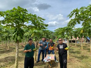 Nanan Anggota DPR RI FPKB Kunjungi Perkebunan Pepaya California di Lubuk Linggau