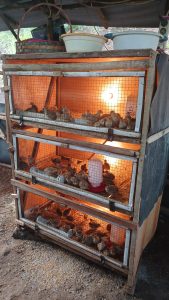 Usaha Ternak Burung Puyuh, Tonidi dan Kelompoknya Raih Omzet Rp 30 Juta per Bulan