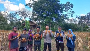 Dukung Program Ketahanan Pangan Nasional, Polsek Talang Ubi Monitoring Panen Jagung