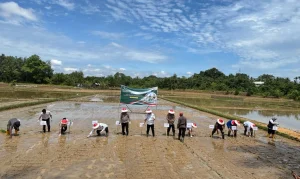 Sukseskan Program GERINA, Pali Tanam Padi di Lahan Seluas 15 Hektar