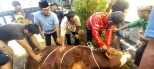 Idul Adha 1446 H, DPRD Muara Enim Salurkan Dua Ekor Sapi Kurban 