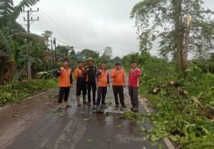 Gerak Cepat Tim Gabungan BPBD Muba Bersihkan Pohon Tumbang Bikin Lancar Lalu Lintas