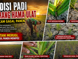 Ribuan Hektar Sawah Ogan Ilir Terancam Gagal Panen: Kering & Diserang Ulat, Janji Kesejahteraan Petani Terasa Hanya janji Manis    