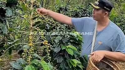 Kopi Pagaralam Tembus Barcelona 2026 dan 20 Besar KKSI, Ludi Oliansyah Dorong Raden Kuning Mendunia