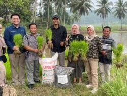 Wujud Hilirisasi Batu Bara untuk Pertanian, PTBA Bersama UGM Uji Coba Pupuk Kalium Humat di Sawahlunto
